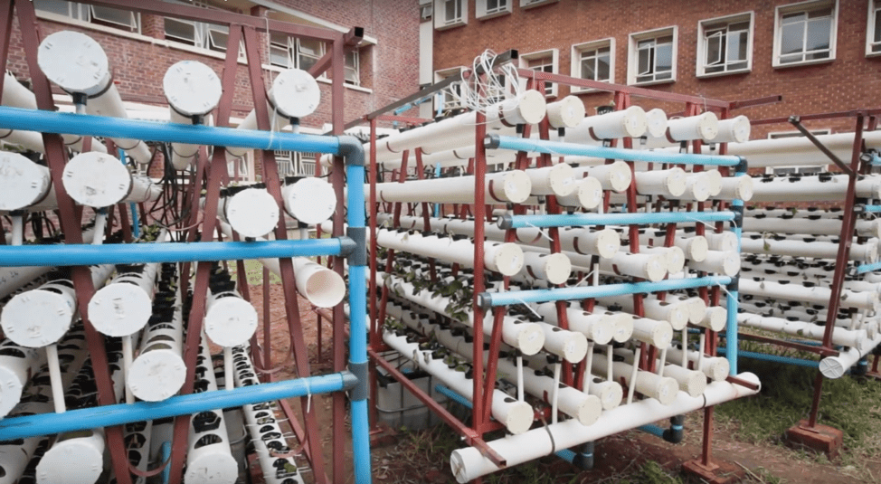 The Aquaponics unit at the University of Zimbabwe is soon to be replicated in Mbare. 