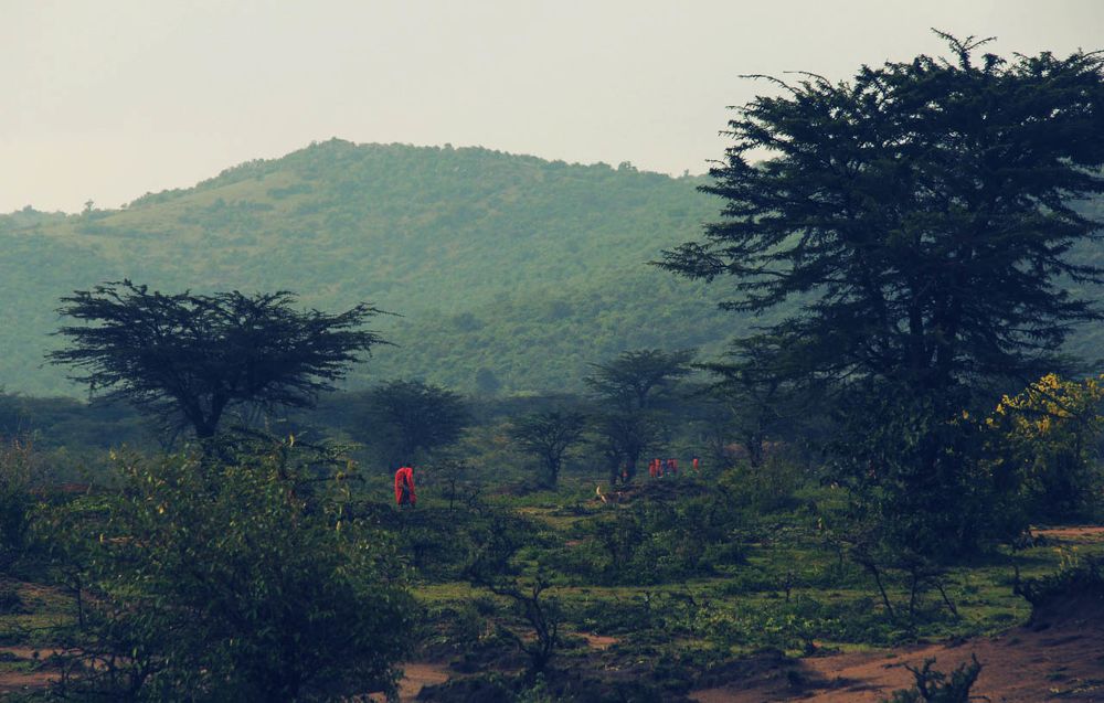 Trees and a grassy hill