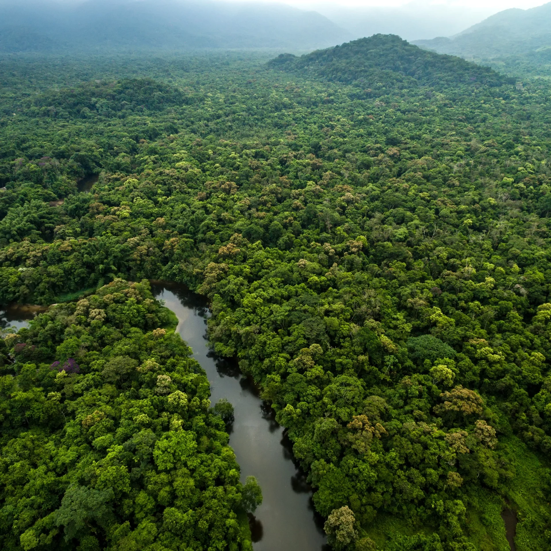 Aerial View of River in Rainforest, Amazon, Latin America